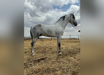 Andalusier, Hengst, 4 Jahre, 16,2 hh, Schimmel