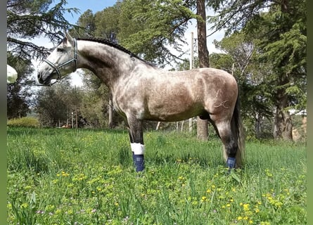 Andalusian, Stallion, 4 years, 16.2 hh, Grey