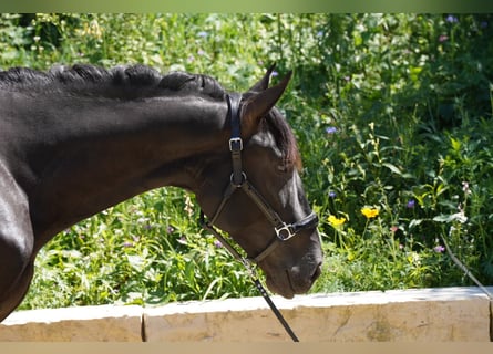 Andalusian, Stallion, 4 years, 16 hh, Black