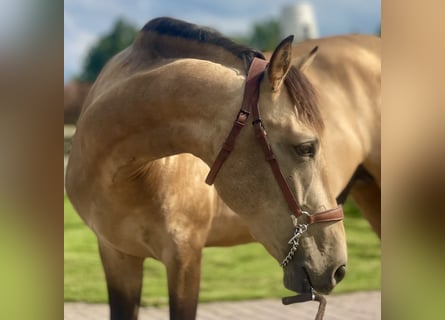 Andalusian, Stallion, 4 years, 16 hh, Buckskin