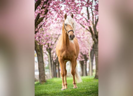 Andalusian, Stallion, 4 years, 16 hh