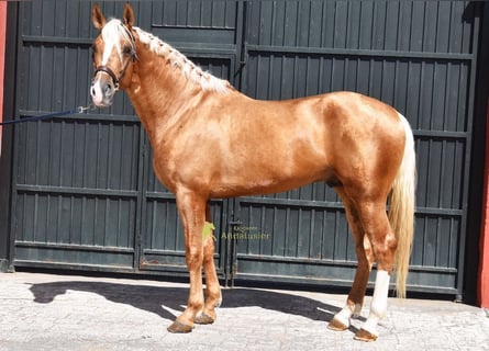 Andalusian, Stallion, 4 years, 16 hh, Palomino