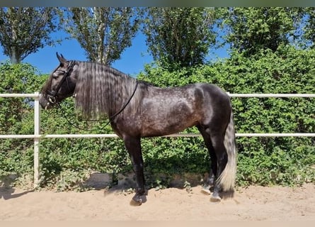 Andalusian, Stallion, 4 years, Gray