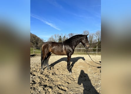 Andalusian, Stallion, 5 years, 15.1 hh, Dun