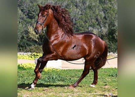 Andalusian, Stallion, 5 years, 15.2 hh, Chestnut-Red