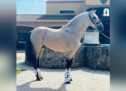 Andalusian, Stallion, 5 years, 15.2 hh, Dun