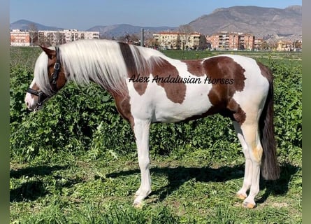 Andalusian Mix, Stallion, 5 years, 15.2 hh, Pinto