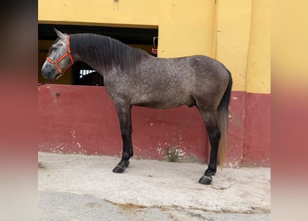 Andalusian, Stallion, 5 years, 15.3 hh, Grey