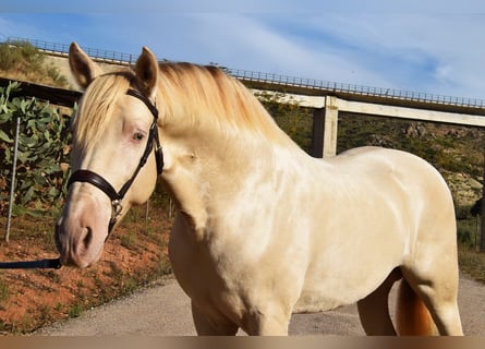 Andalusian, Stallion, 5 years, 15,2 hh, Pearl