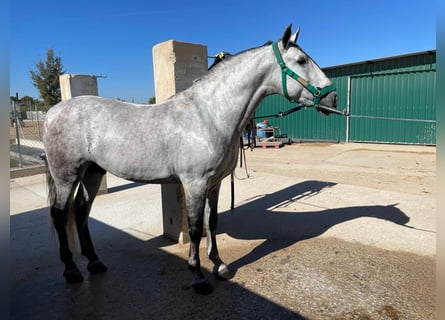 Andalusian, Stallion, 5 years, 16.2 hh, Gray