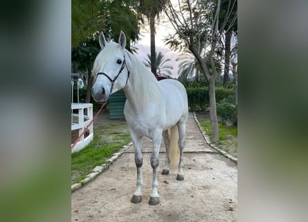 Andalusian, Stallion, 5 years, 16.2 hh, White