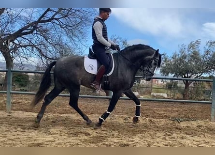 Andalusian, Stallion, 5 years, 16.3 hh, Gray
