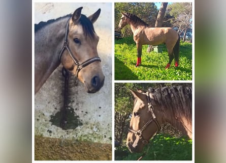 Andalusian, Stallion, 5 years, 16 hh, Dun