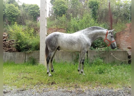 Andalusian, Stallion, 5 years, 16 hh, Gray-Dapple