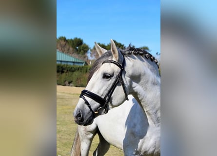 Andalusian, Stallion, 5 years, 16 hh, Gray