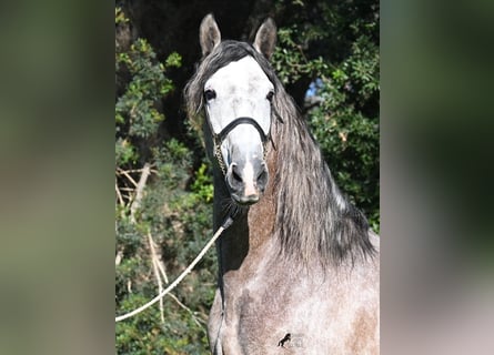 Andalusian, Stallion, 5 years, 16 hh, Grey