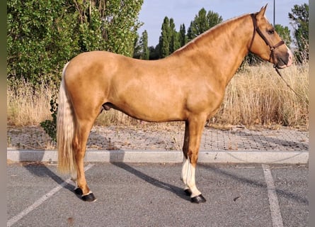Andalusian, Stallion, 5 years, 16 hh, Palomino