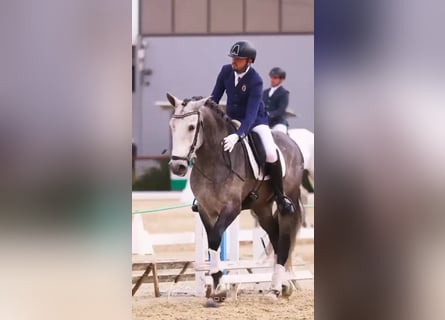 Andalusian, Stallion, 5 years, 16,2 hh, Grey-Dapple