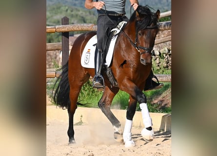 Andalusian, Stallion, 6 years, 15.1 hh, Brown