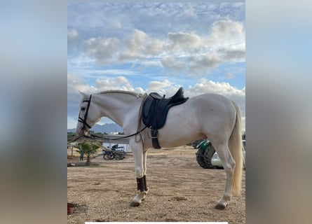 Andalusian, Stallion, 6 years, 15.1 hh, Leopard-Piebald