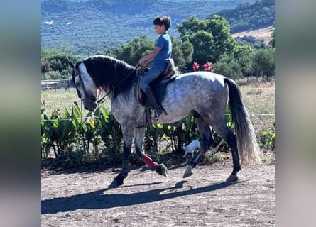 Andalusian, Stallion, 6 years, 15.3 hh, Gray-Dapple