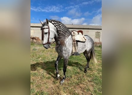 Andalusian, Stallion, 6 years, 16.2 hh, Gray