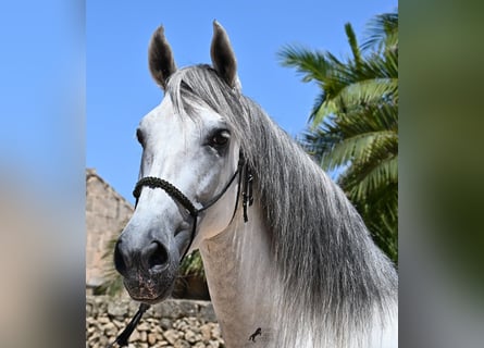 Andalusian, Stallion, 6 years, 16,1 hh, Gray
