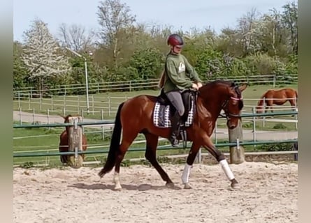 Andalusian, Stallion, 7 years, 14.2 hh, Brown