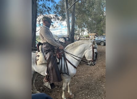 Andalusian Mix, Stallion, 7 years, 15,2 hh, Gray
