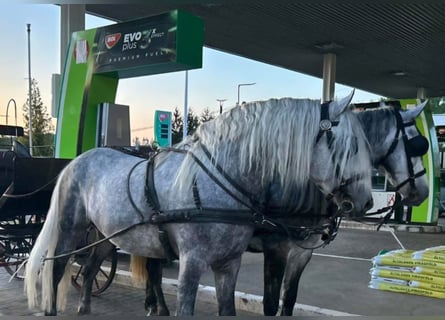 Andalusian Mix, Stallion, 7 years, 15,2 hh, Gray