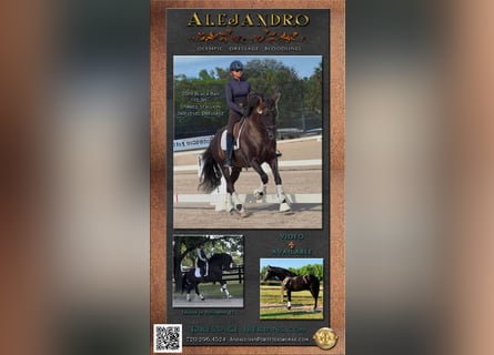 Andalusian, Stallion, 7 years, 15,3 hh, Black