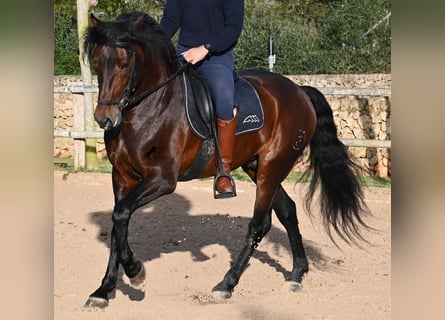 Andalusian, Stallion, 7 years, 16.1 hh, Brown