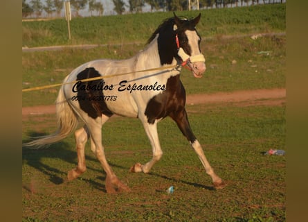 Andalusian, Stallion, 7 years, 16 hh, Pinto