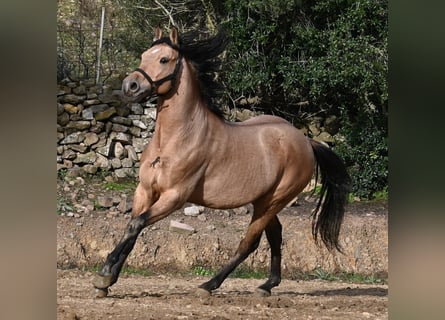 Andalusian, Stallion, 8 years, 15.2 hh, Dun