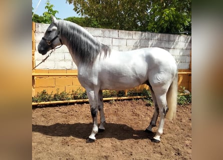 Andalusian, Stallion, 8 years, 15.3 hh, Gray
