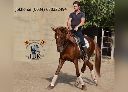 Andalusian, Stallion, 8 years, 16 hh, Chestnut-Red