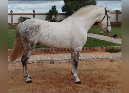 Andalusier, Hengst, 8 Jahre, 16 hh, Schimmel