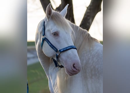 Andalusian, Stallion, 9 years, 15.1 hh, Cremello