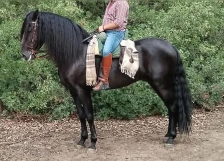 Andalusian, Stallion, 9 years, 16.1 hh, Black