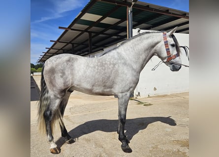 Andalusian, Stallion, Foal (01/2024), 15.3 hh, Gray