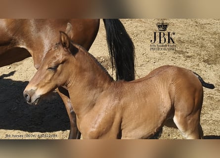 Andalusian, Stallion, , 16 hh, Brown