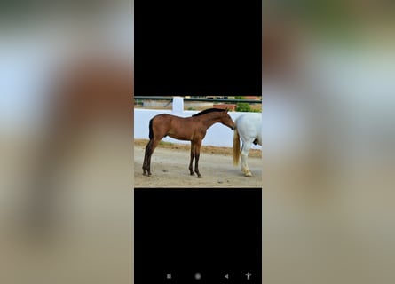 Andalusian, Stallion, Foal (05/2025), 16 hh, Brown