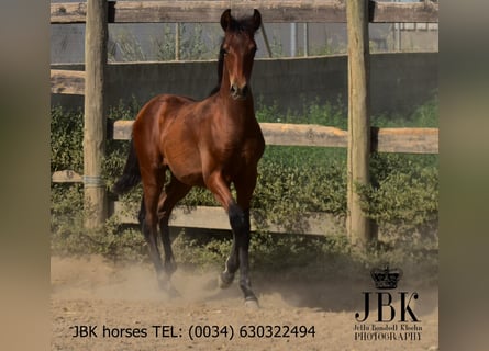 Andalusian, Stallion, Foal (02/2025), 16 hh, Brown
