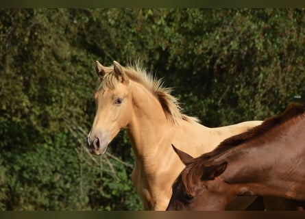 Andalusian, Stallion, Foal (04/2026), 16 hh, Pearl