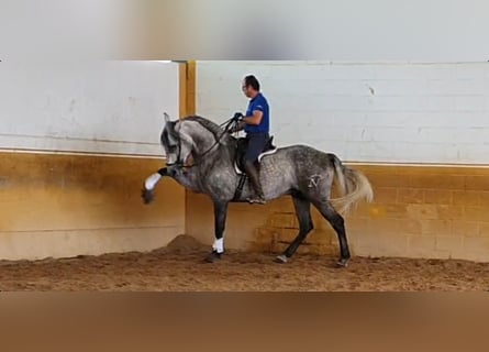Andalusier, Hengst, 10 Jahre, 164 cm, Apfelschimmel