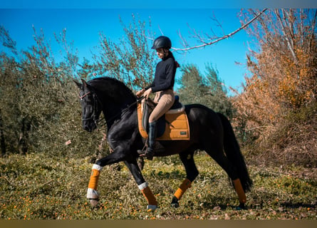 Andalusiër Mix, Hengst, 11 Jaar, 155 cm, Zwart