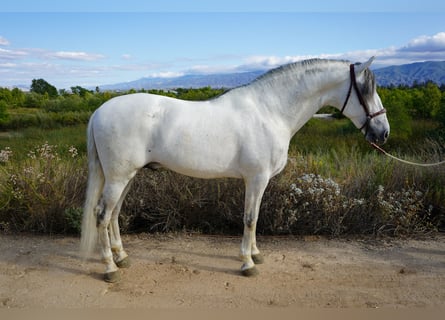 Andalusier, Hengst, 12 Jahre, 163 cm, Schimmel