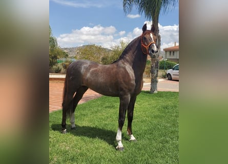 Andalusier Mix, Hengst, 14 Jahre, 160 cm, Dunkelfuchs