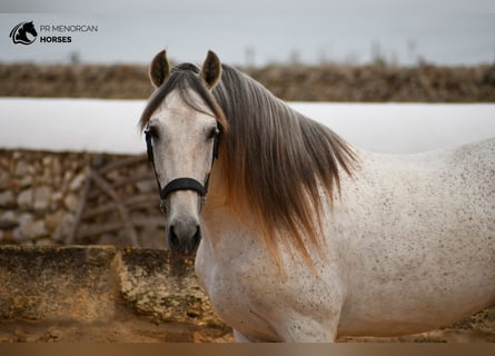 Andalusier Mix, Hengst, 14 Jahre, 163 cm, Schimmel