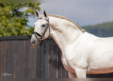 Andalusiër, Hengst, 15 Jaar, 167 cm, Schimmel